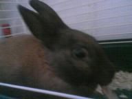 male dwarf rabbitt