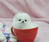 AKC Miniature Pomeranian Puppies Available