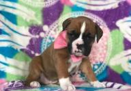 Amazing Boxer puppies for sale