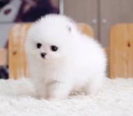 Mini Teacup Pom Puppies For Sale