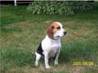 Lost Beagle
