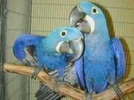 Pair of Macaw Parrots for Adoption