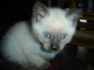 Siamese Kitten for sale
