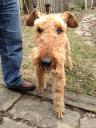 Found Airedale terrier