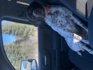 Lost German short haired pointer 