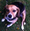 Missing Beagle