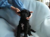 Standard Poodle Male Puppies