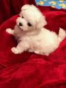 Teacup Maltese Puppies Available 